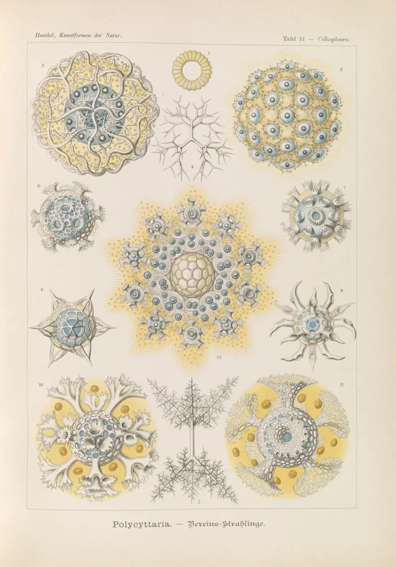 Polycyttaria. – Vereins-Strahlinge av Ernst Haeckel