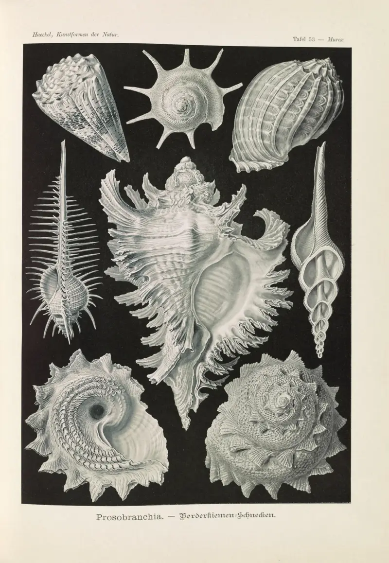 Prosobranchia. – Dorderkiemen-Schnecken av Ernst Haeckel