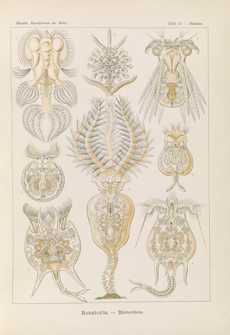 Rotatoria. – Rädertiere von Ernst Haeckel
