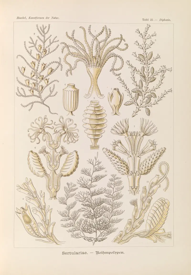 Sertulariae. – Reihenpolypen von Ernst Haeckel