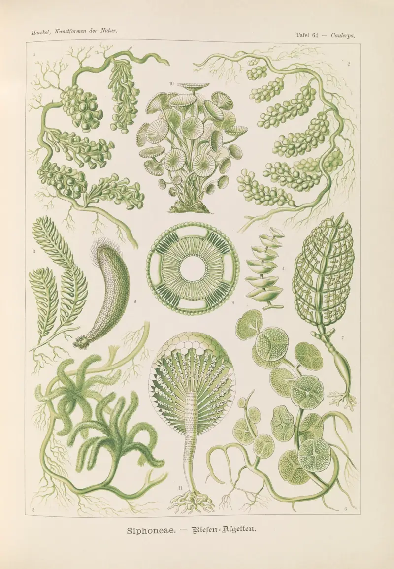 Siphoneae – wielkie glony, Ernst Haeckel