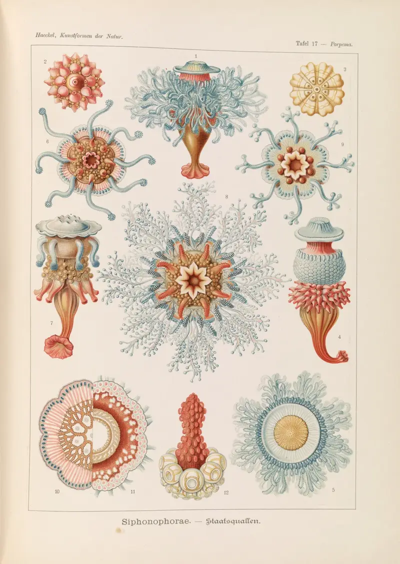 Siphonophorae. – Staatsquallen, 1904 – nr 2 av Ernst Haeckel
