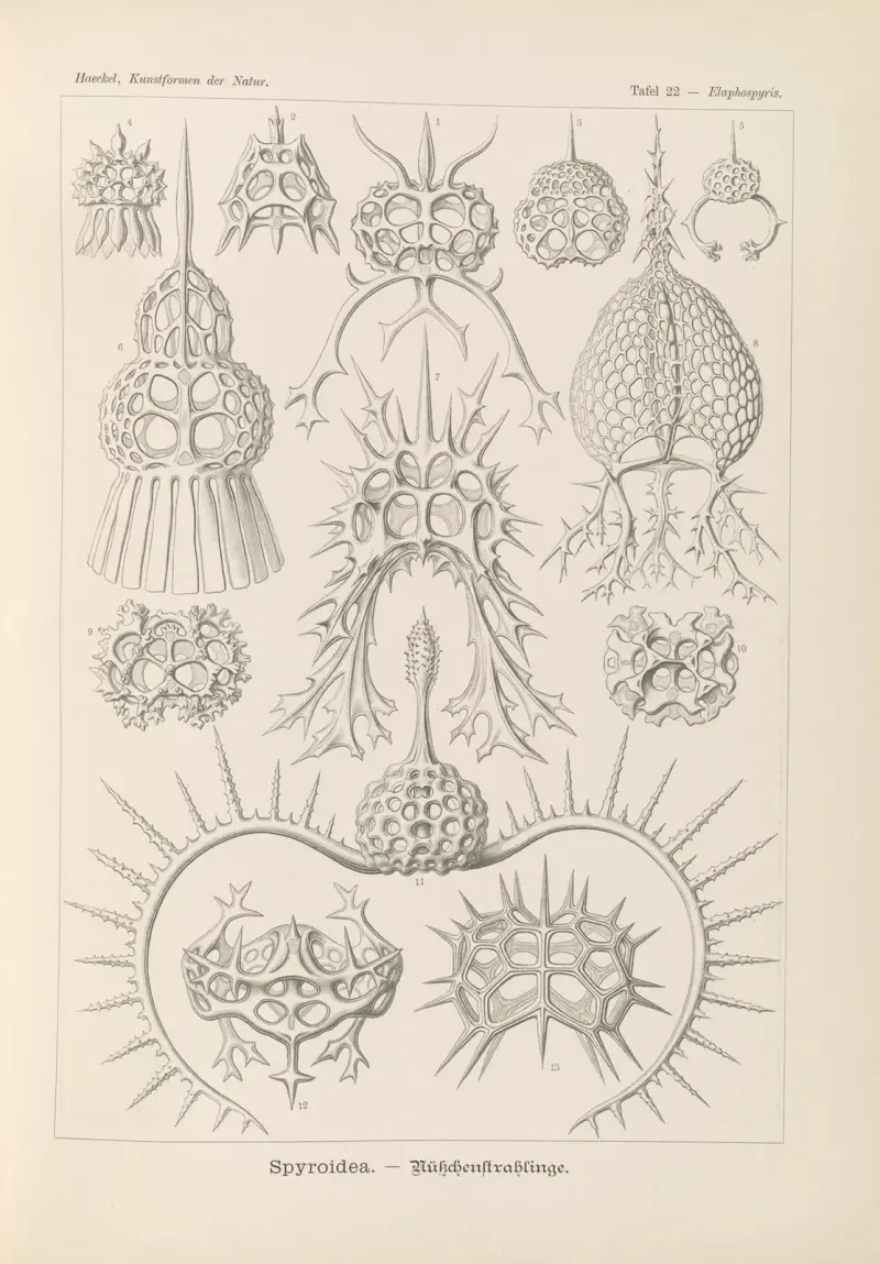Spyroidea. – Promienie kuleczkowe, Ernst Haeckel