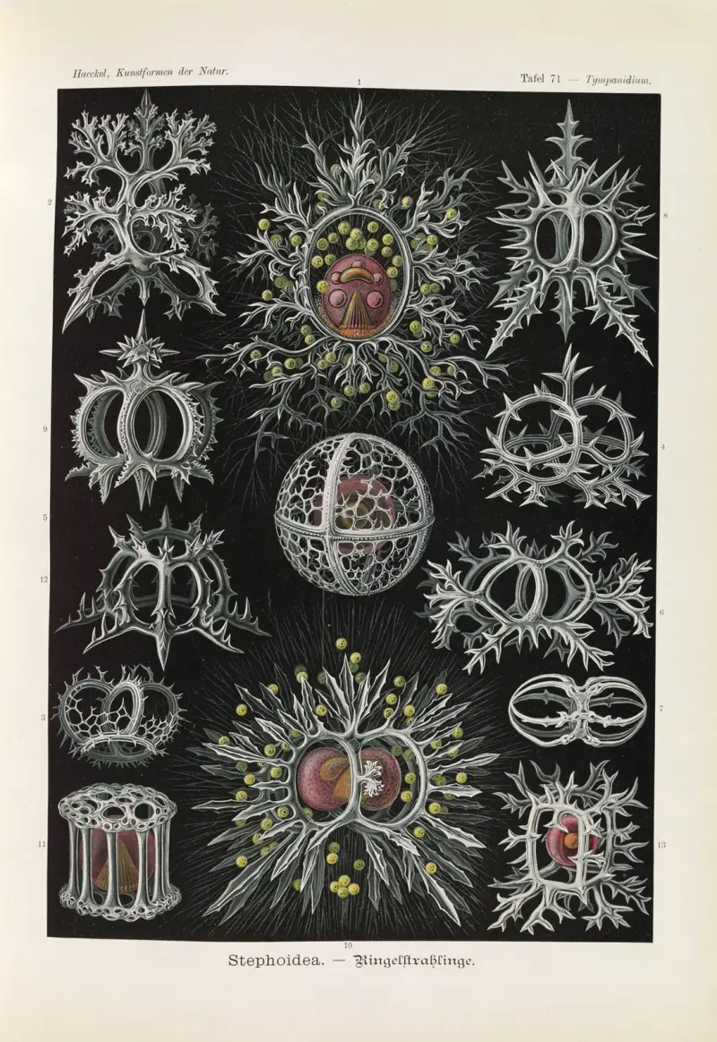 Stephoidea – Kruhozářivky, Ernst Haeckel