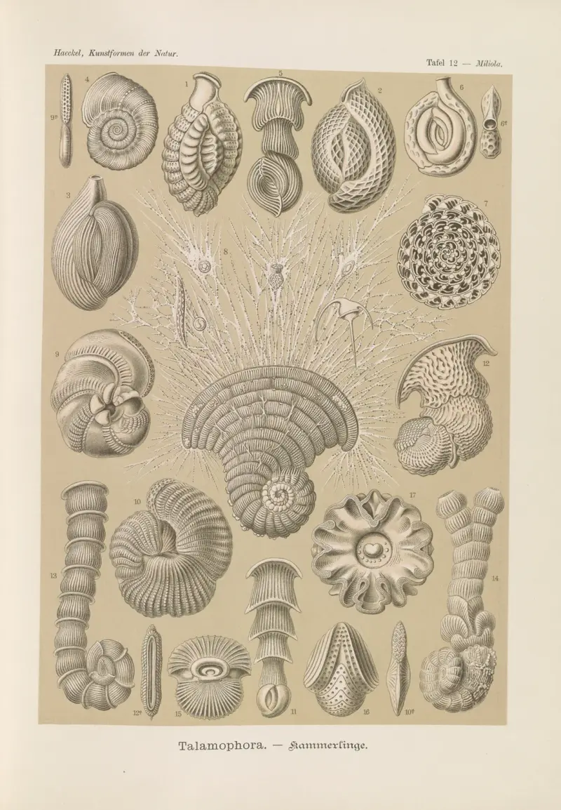 Talamophora – Kammerlinge von Ernst Haeckel