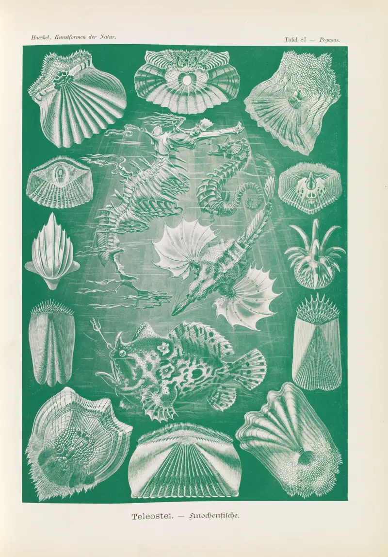 Teleostei – Ryby kostnaté, Ernst Haeckel