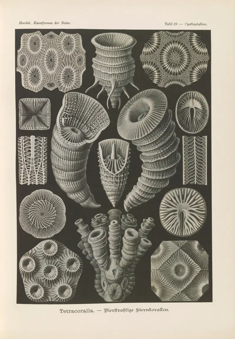 Tetracoralla. – Bierstrahlige Sternkorallen av Ernst Haeckel