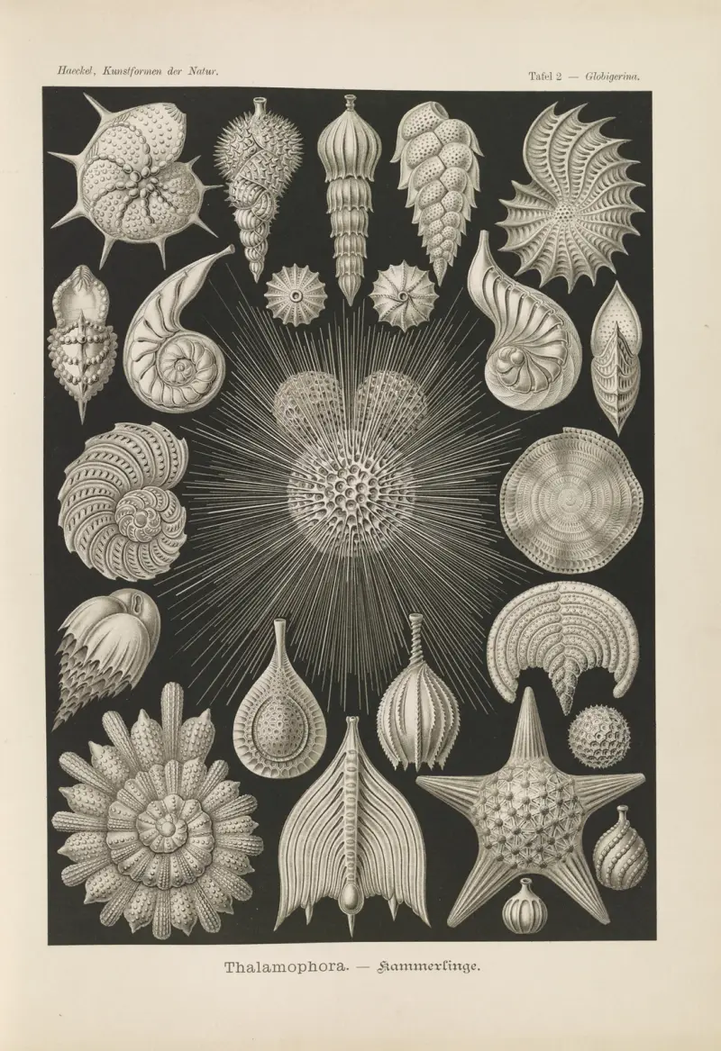 Thalamophora. – Kammerlinge., 1904 – nr 2 av Ernst Haeckel