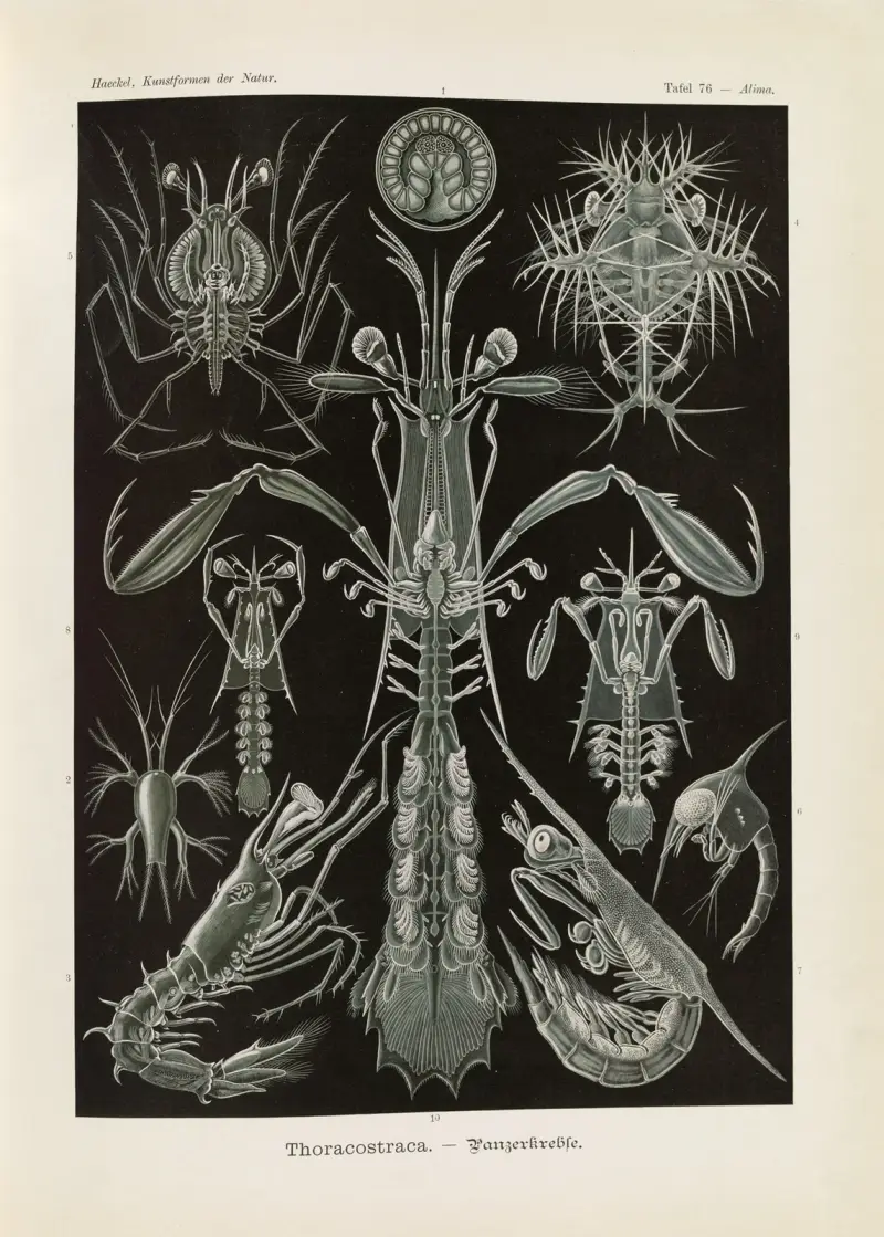 Thoracostraca. – Panzerkrebse av Ernst Haeckel