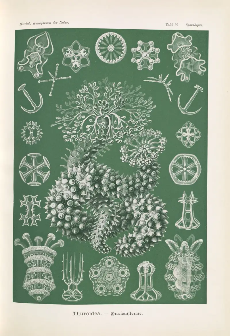 Thuroidea. – Gurkensterne von Ernst Haeckel