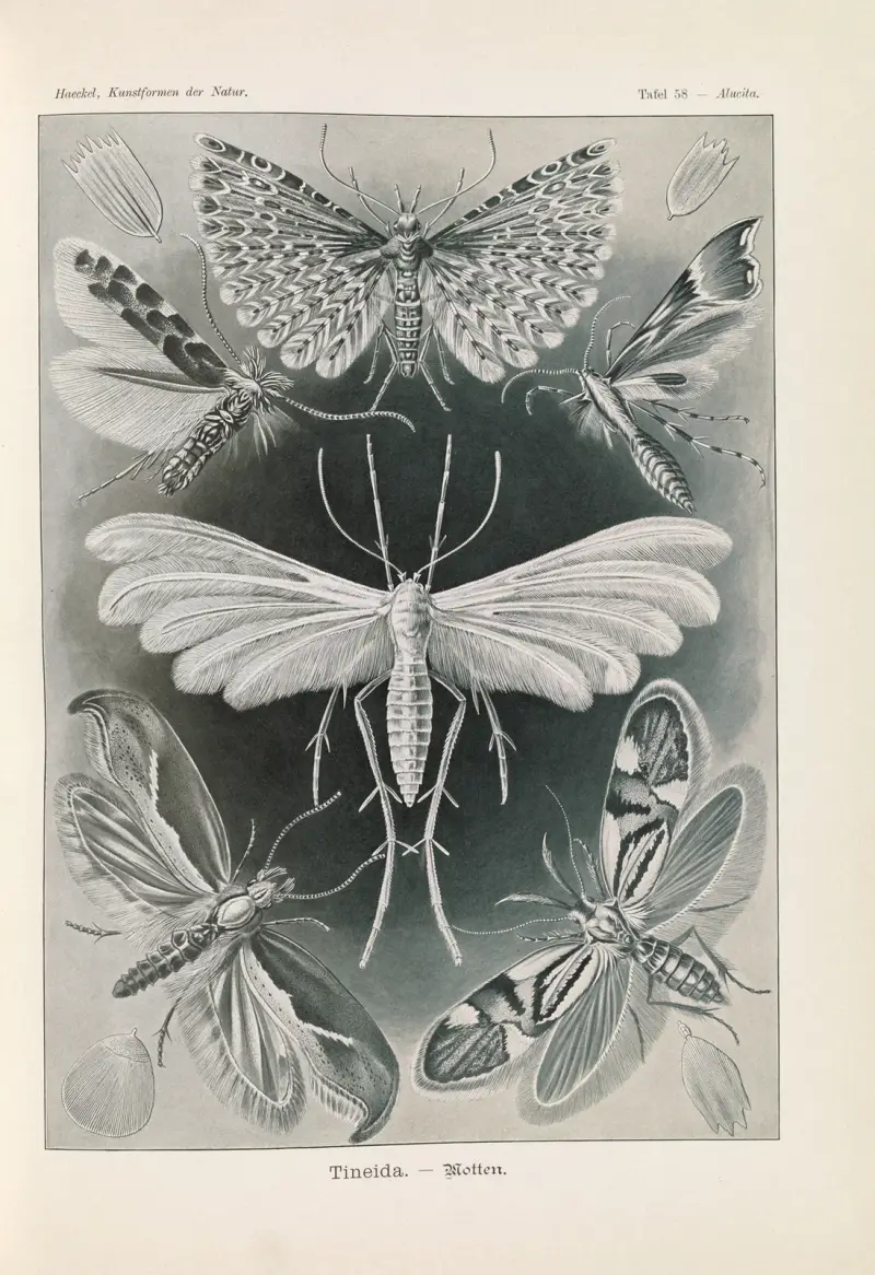 Tineida – moli, Ernst Haeckel