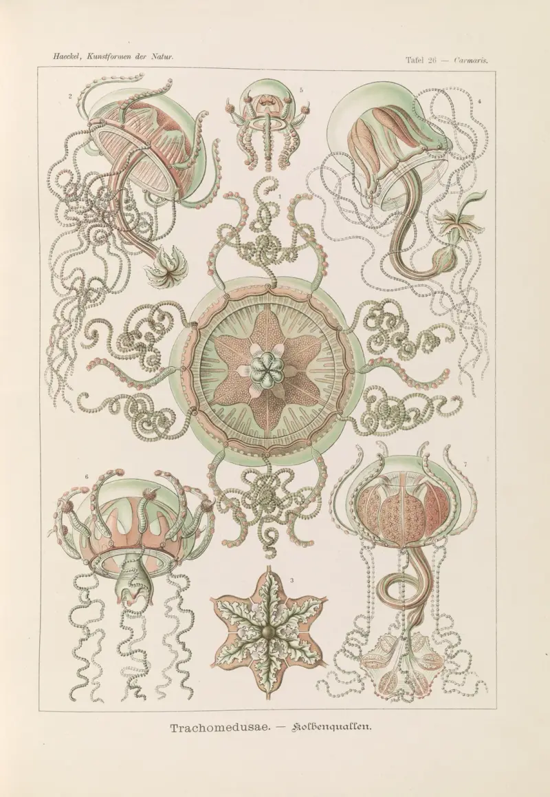 Trachomedusae. – Kolbenquallen av Ernst Haeckel