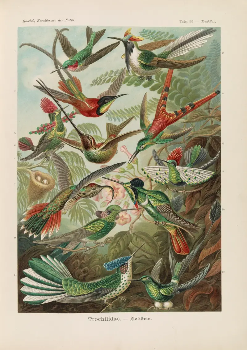 Trochilidae. – Kolibris von Ernst Haeckel