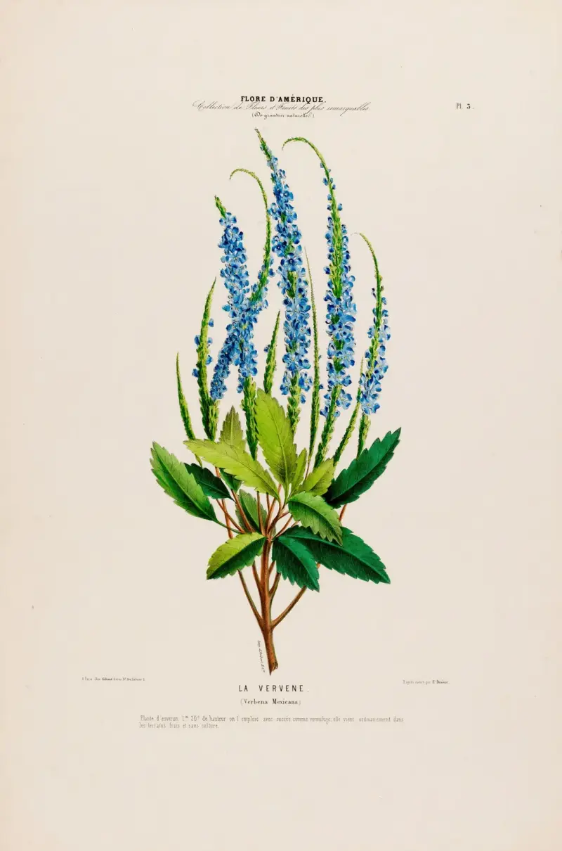 Flore d’Amérique, dessinée d’après nature sur les lieux Pl.003 av Etienne Denisse