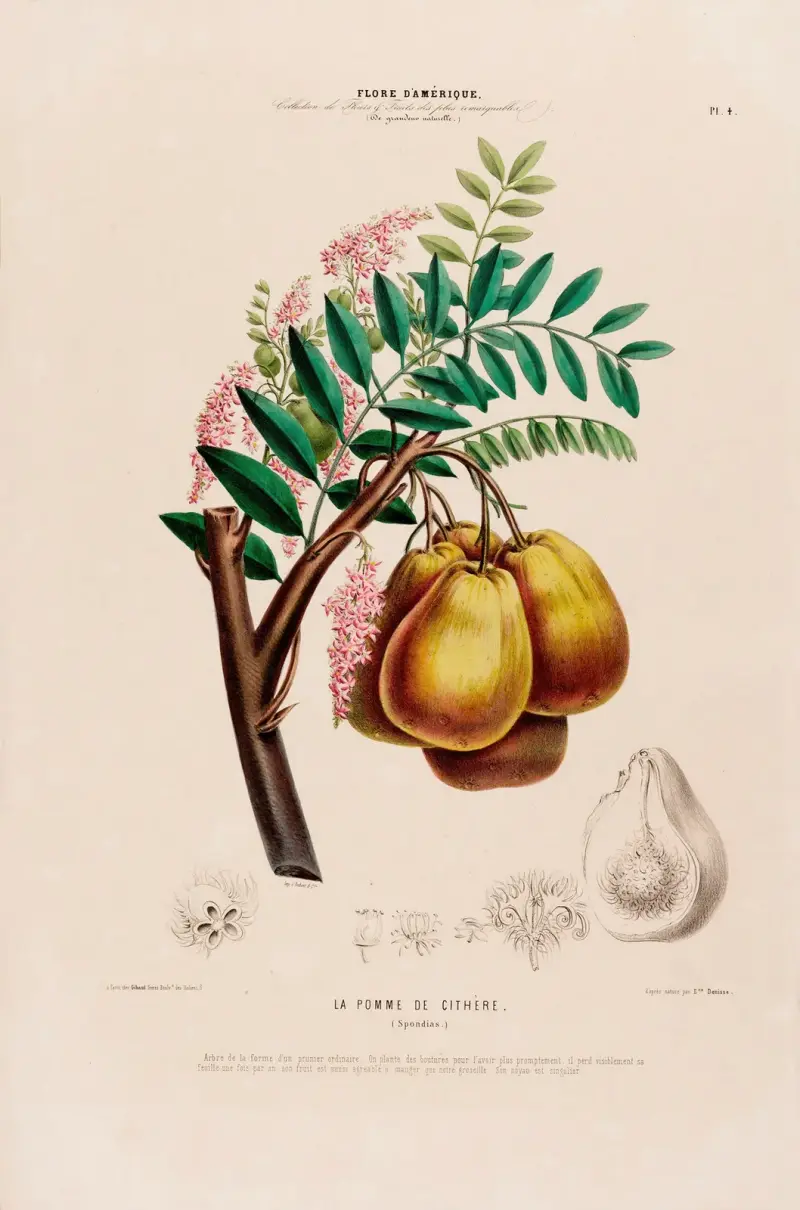 Flore d’Amérique, dessinée d’après nature sur les lieux Pl.004 av Etienne Denisse