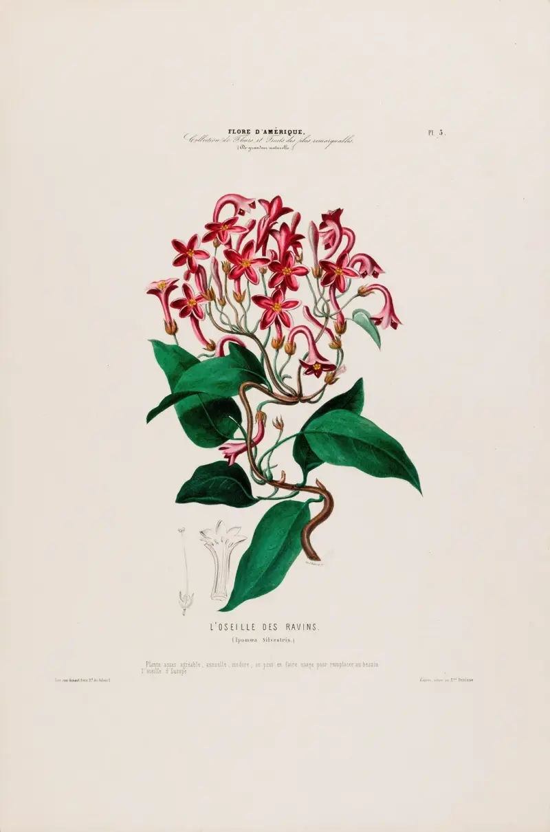 Flore d’Amérique, dessinée d’après nature sur les lieux Pl.005 av Etienne Denisse