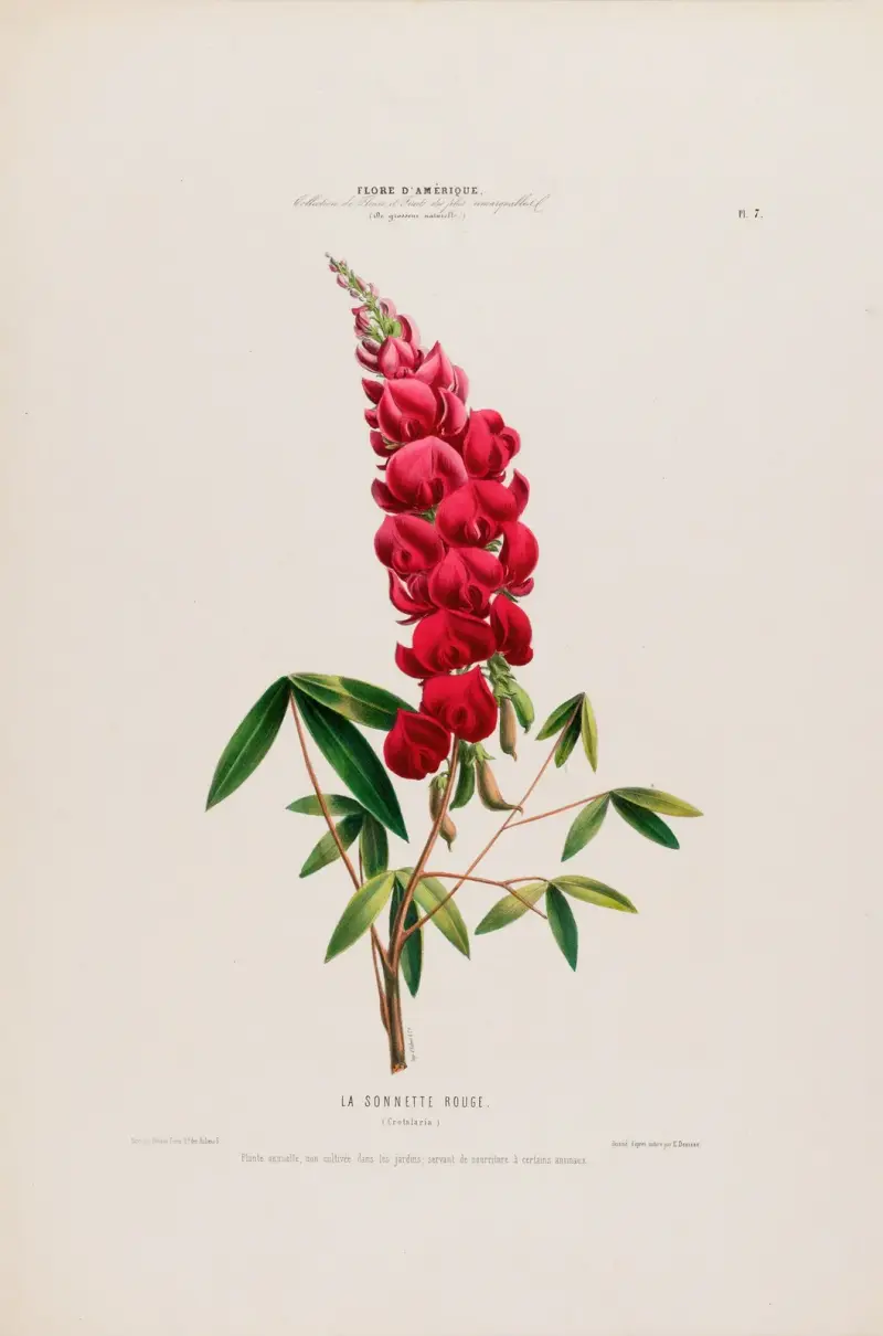 Flore d’Amérique, dessinée d’après nature sur les lieux Pl.007 av Etienne Denisse