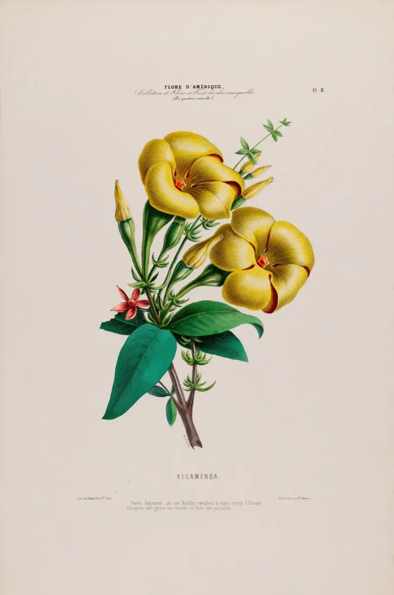 Flore d’Amérique, tecknad efter naturen på plats, plansch 8 av Etienne Denisse