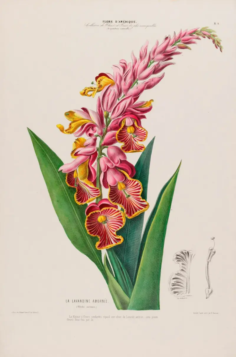 Flore d’Amérique, dessinée d’après nature sur les lieux Pl.009 av Etienne Denisse