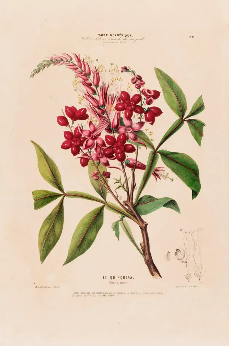 Flore d’Amérique, tecknad efter naturen på plats Pl.010 av Etienne Denisse
