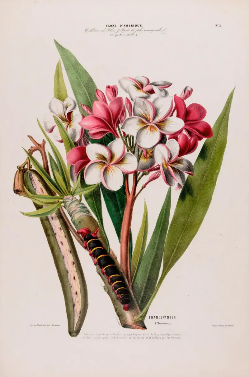 Flore d’Amérique, dessinée d’après nature sur les lieux Pl.012 av Etienne Denisse