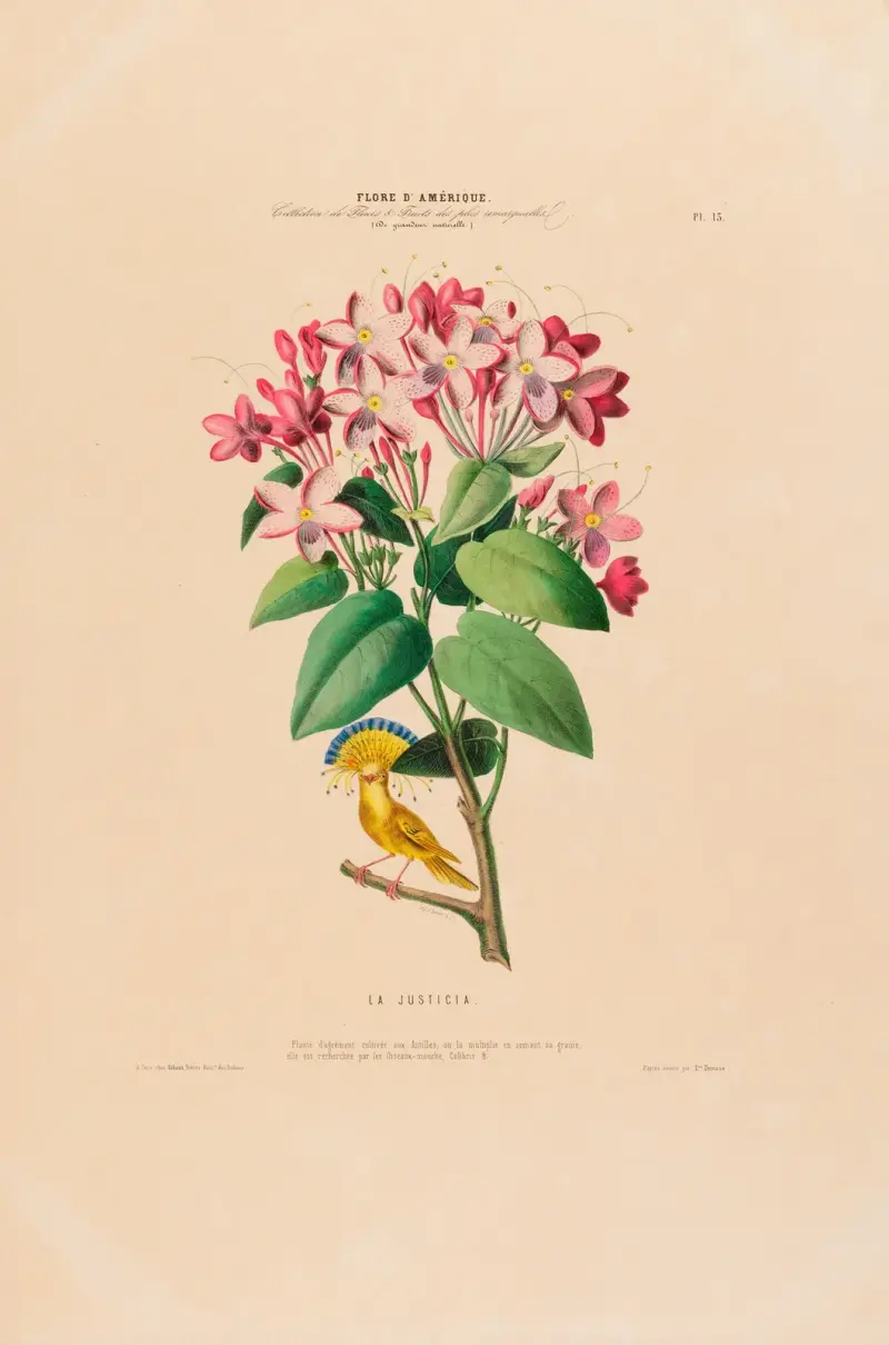 Flore d’Amérique, dessinée d’après nature sur les lieux Pl.013 av Etienne Denisse