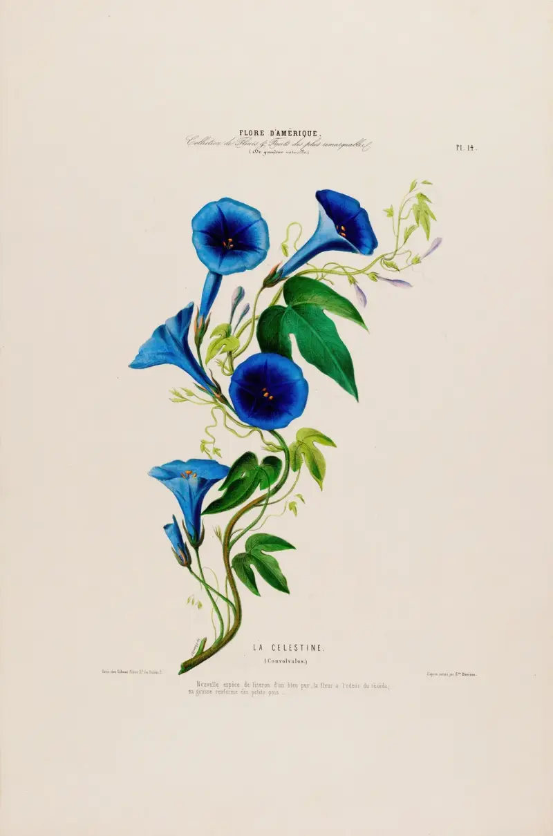 Flore d’Amérique, tecknad efter naturen på plats Pl.014 av Etienne Denisse
