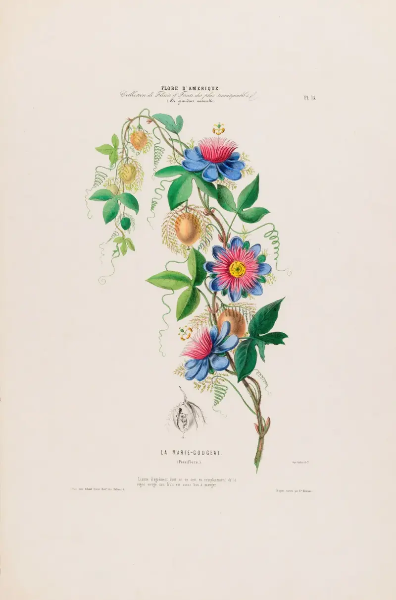 Flore d’Amérique, tecknad efter naturen på plats Pl.015 av Etienne Denisse