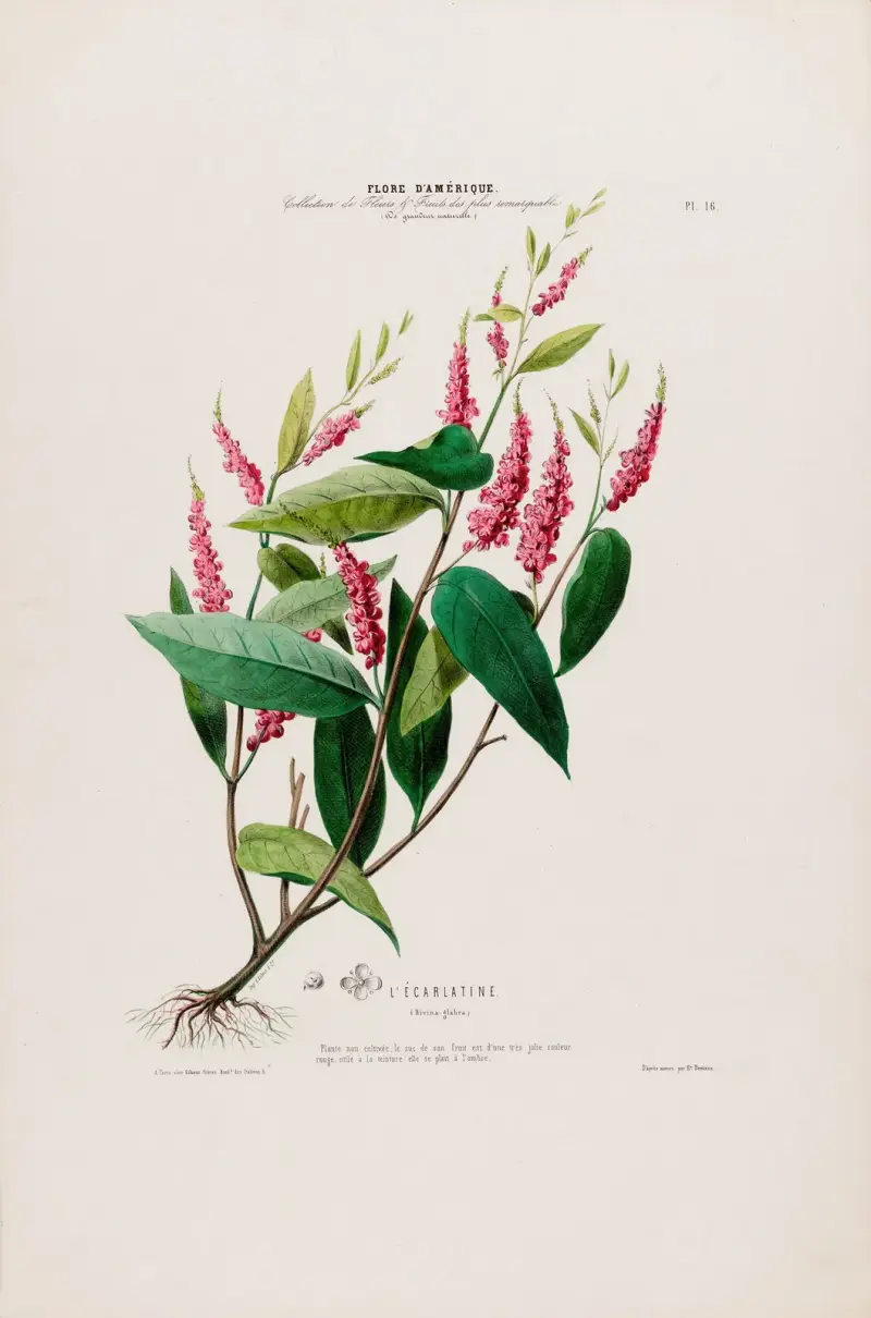 Flore d’Amérique, dessinée d’après nature sur les lieux Pl.016 av Etienne Denisse