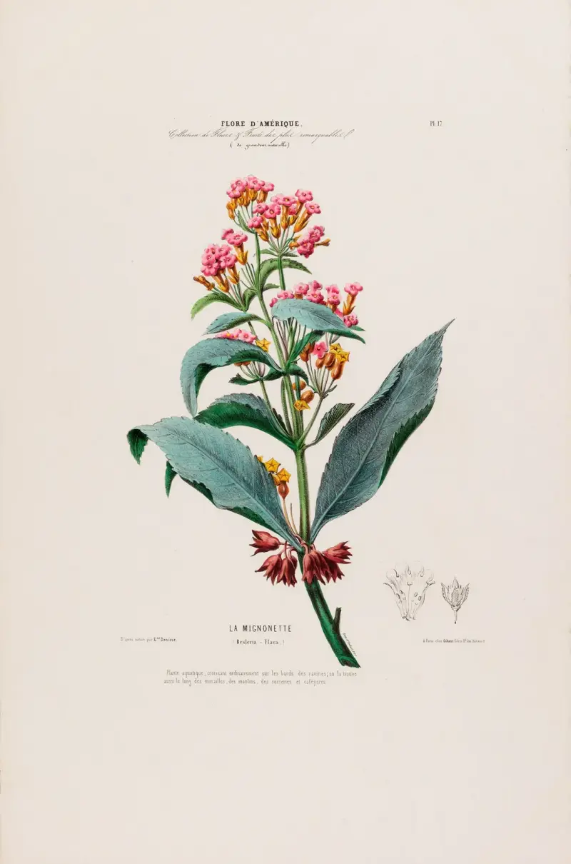 Flore d’Amérique, tecknad efter naturen på plats, plansch 17 av Etienne Denisse