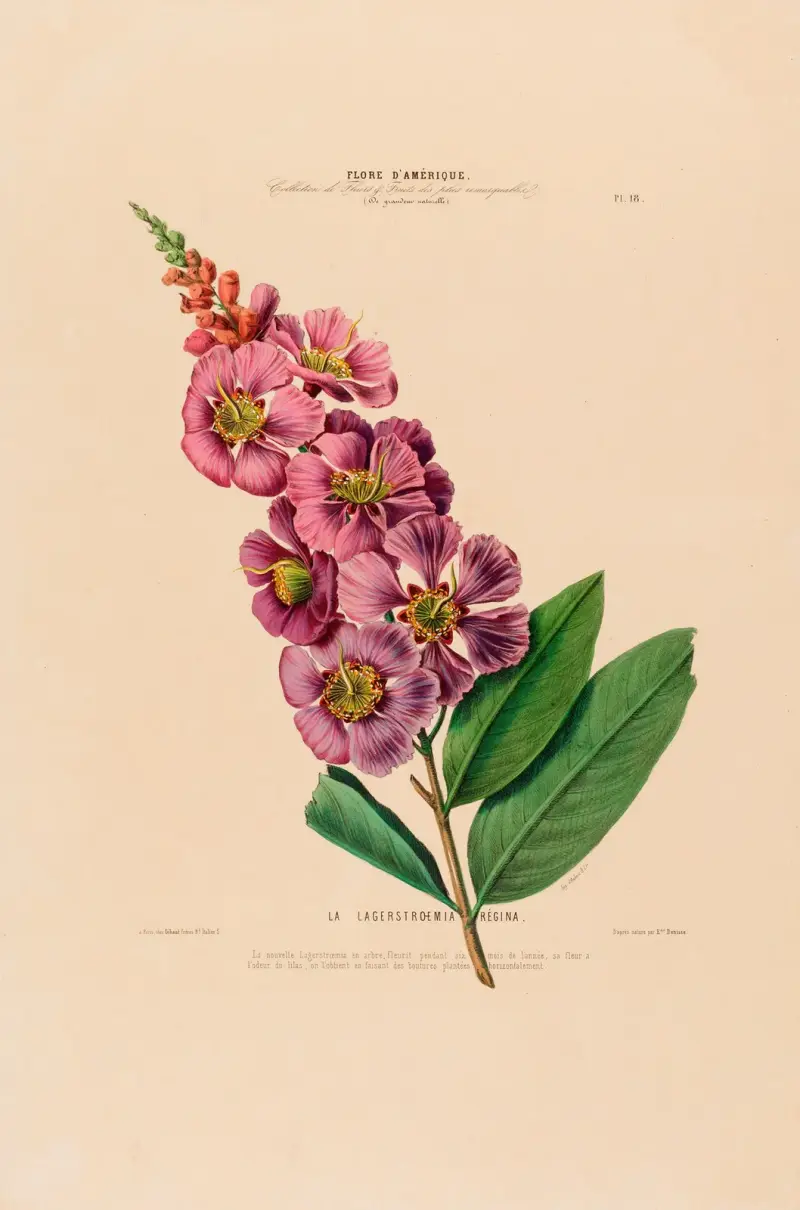 Flore d’Amérique, dessinée d’après nature sur les lieux Pl.018 av Etienne Denisse