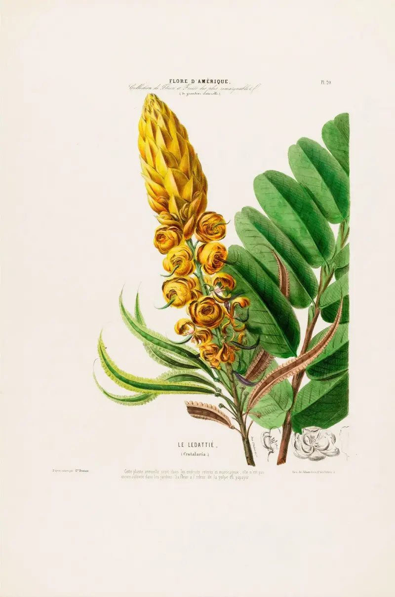 Flore d’Amérique, dessinée d’après nature sur les lieux Pl.020 av Etienne Denisse