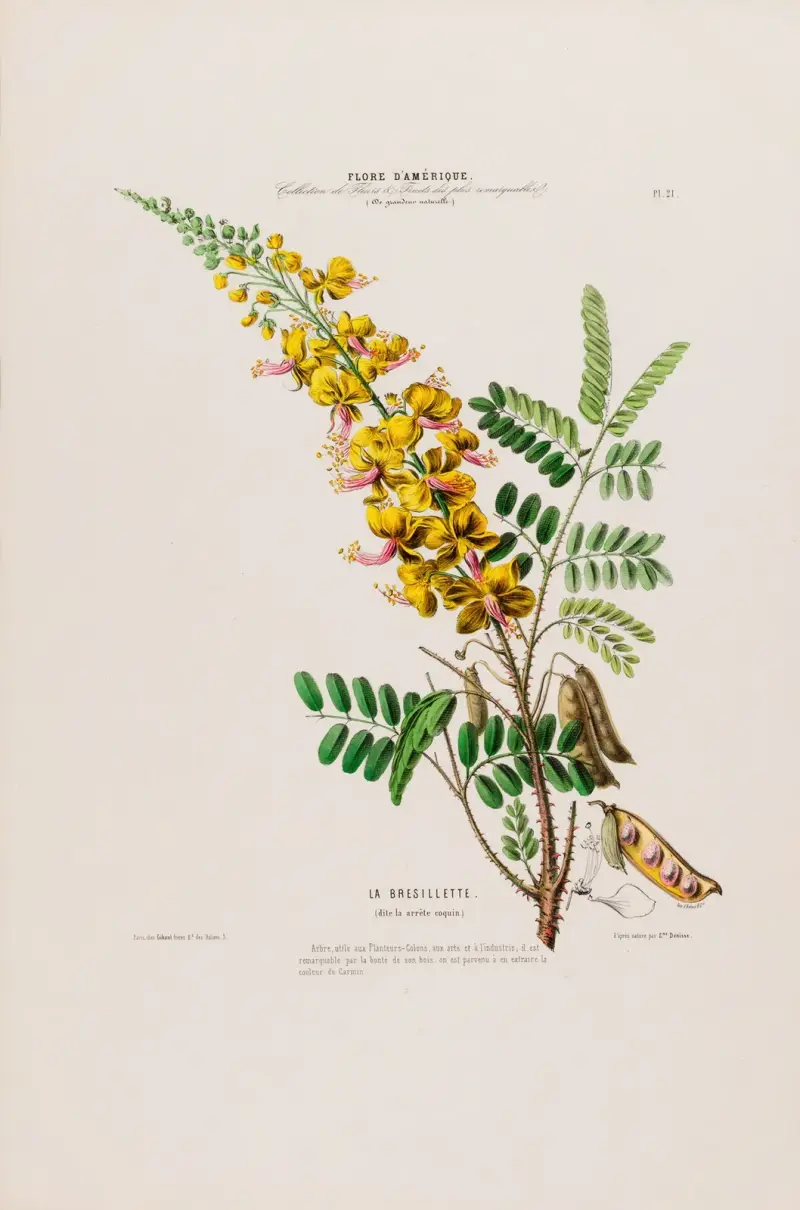 Flore d'Amérique, tecknad efter naturen på plats Pl.021 av Etienne Denisse
