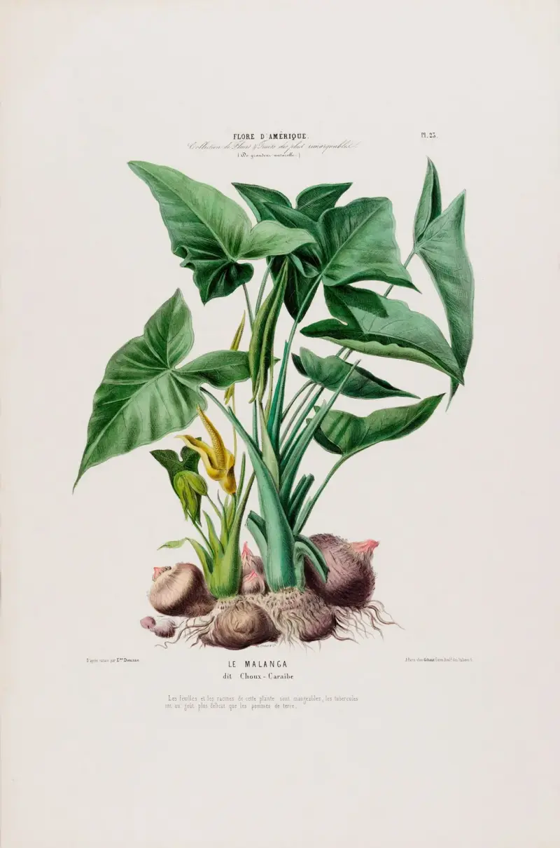 Flora von Amerika, nach der Natur an Ort und Stelle gezeichnet Taf. 023 von Etienne Denisse