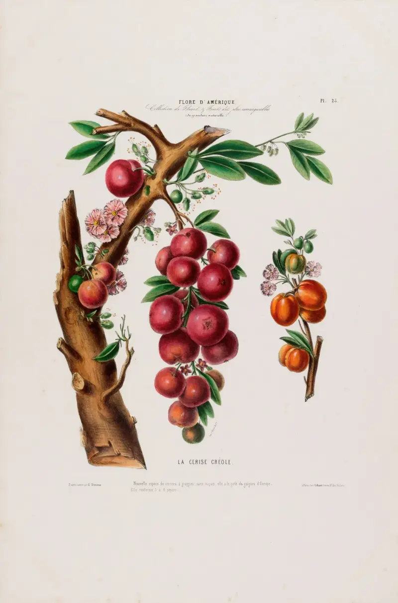 Amerikansk flora, tecknad efter naturen på plats Pl.025 av Etienne Denisse