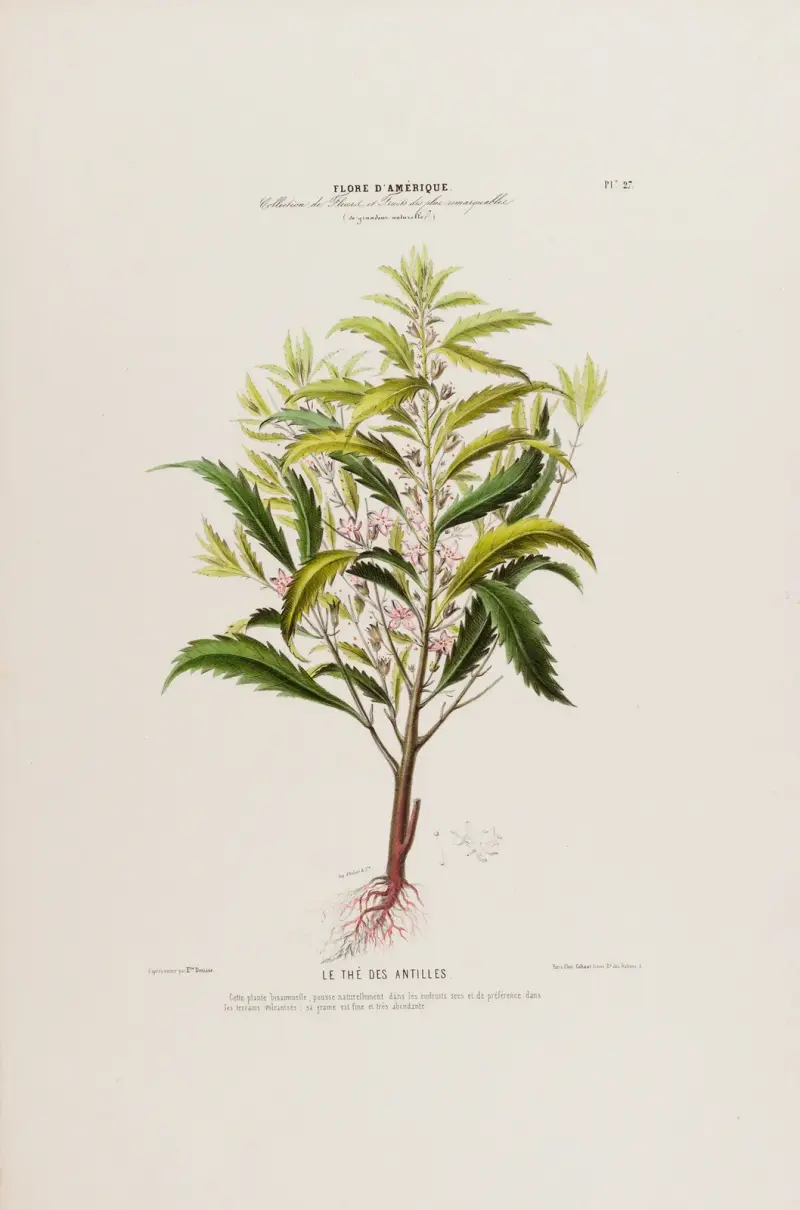 Flore d’Amérique, dessinée d’après nature sur les lieux Pl.027 av Etienne Denisse