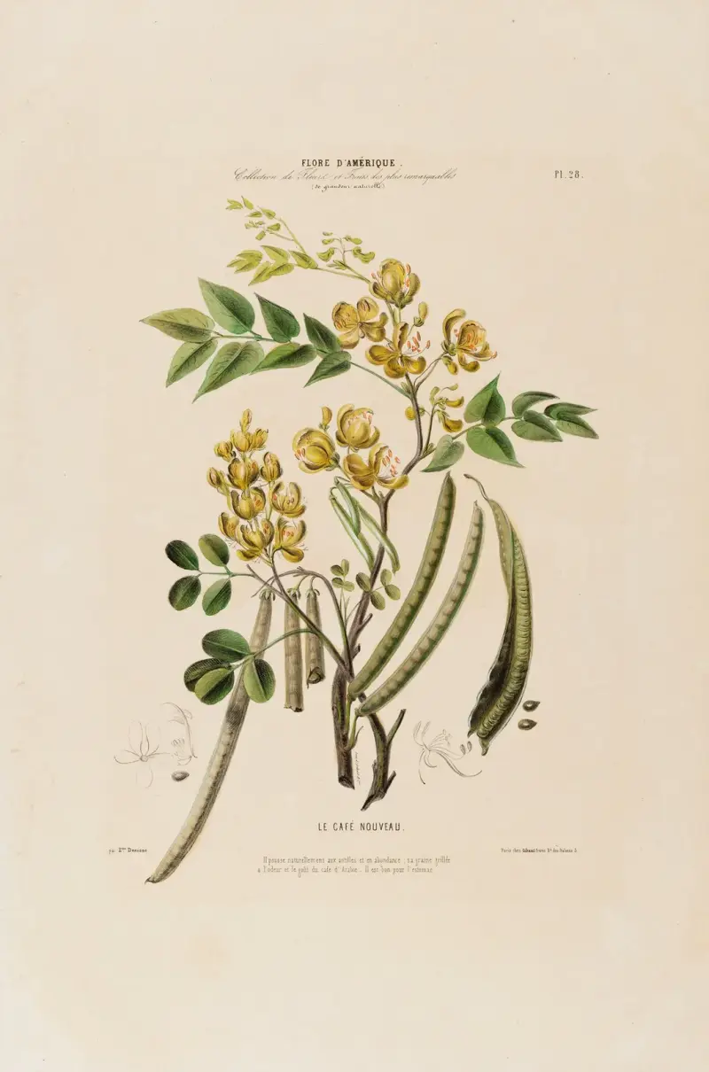 Flore d’Amérique, dessinée d’après nature sur les lieux Pl.028 av Etienne Denisse