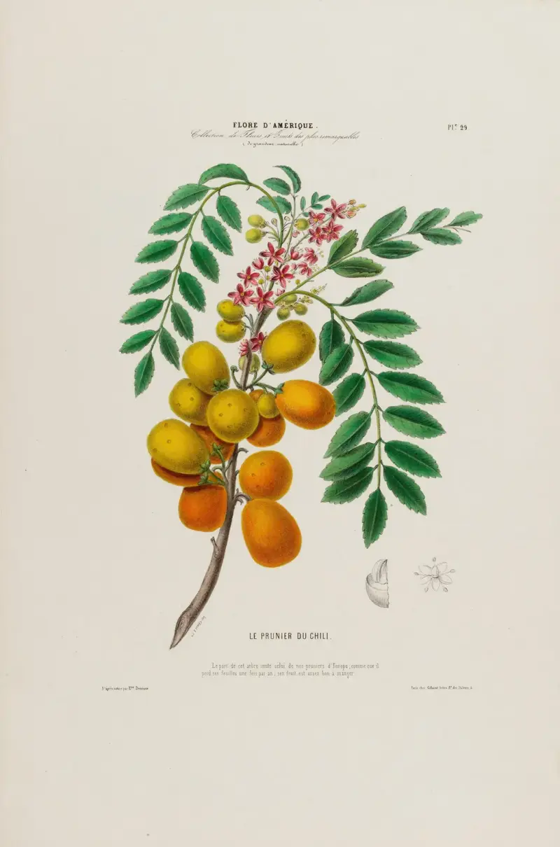 Flora amerykańska, rysowana z natury na miejscu Pl.029, Etienne Denisse