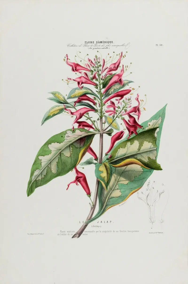 Flore d’Amérique, dessinée d’après nature sur les lieux Pl.034 av Etienne Denisse
