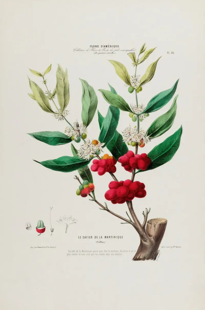 Flore d’Amérique, dessinée d’après nature sur les lieux Pl.036 av Etienne Denisse
