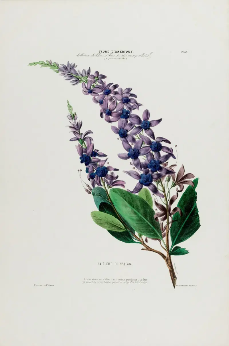 Flore d’Amérique, dessinée d’après nature sur les lieux Pl.038 av Etienne Denisse