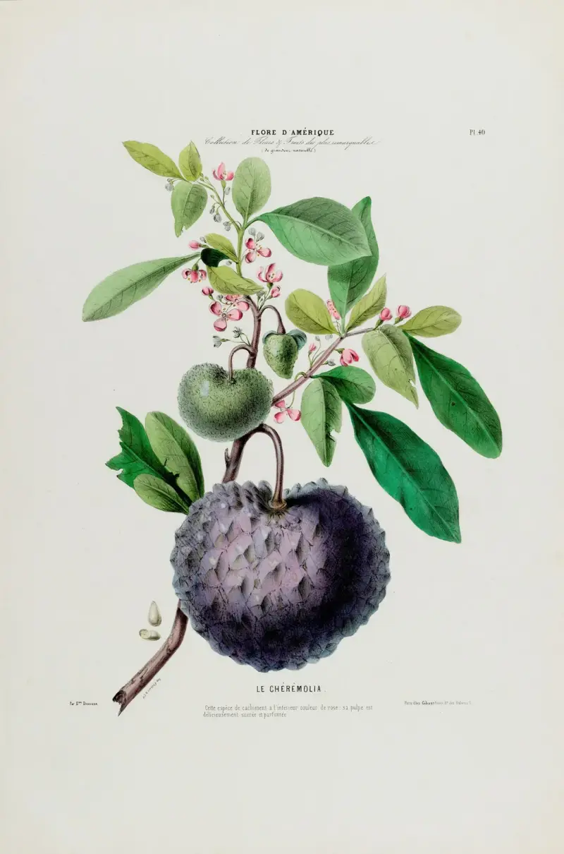 Flore d'Amerique, tecknad efter naturen på plats Pl.040 av Etienne Denisse