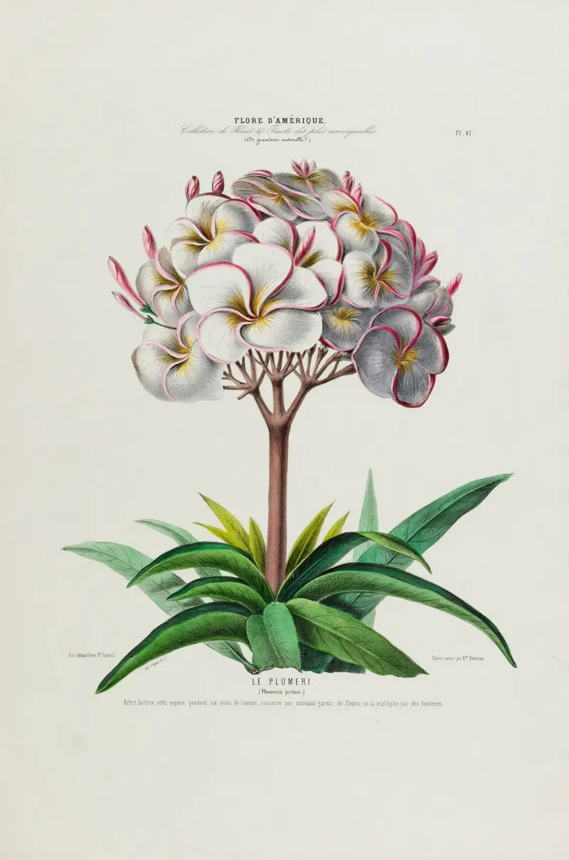 Flore d’Amérique, tecknad efter naturen på plats Pl.041 av Etienne Denisse