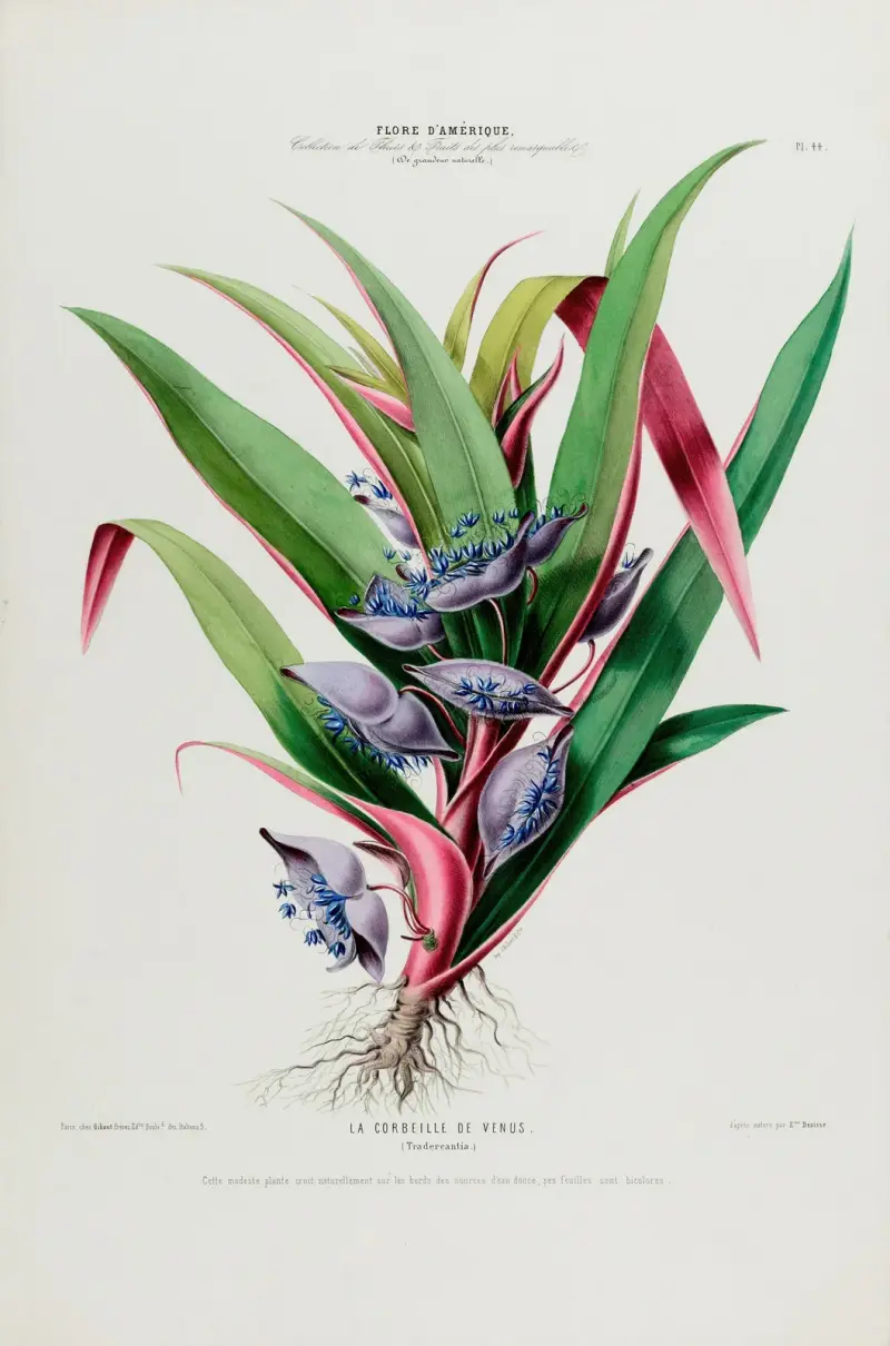 Flore d’Amérique, dessinée d’après nature sur les lieux Pl.044 av Etienne Denisse