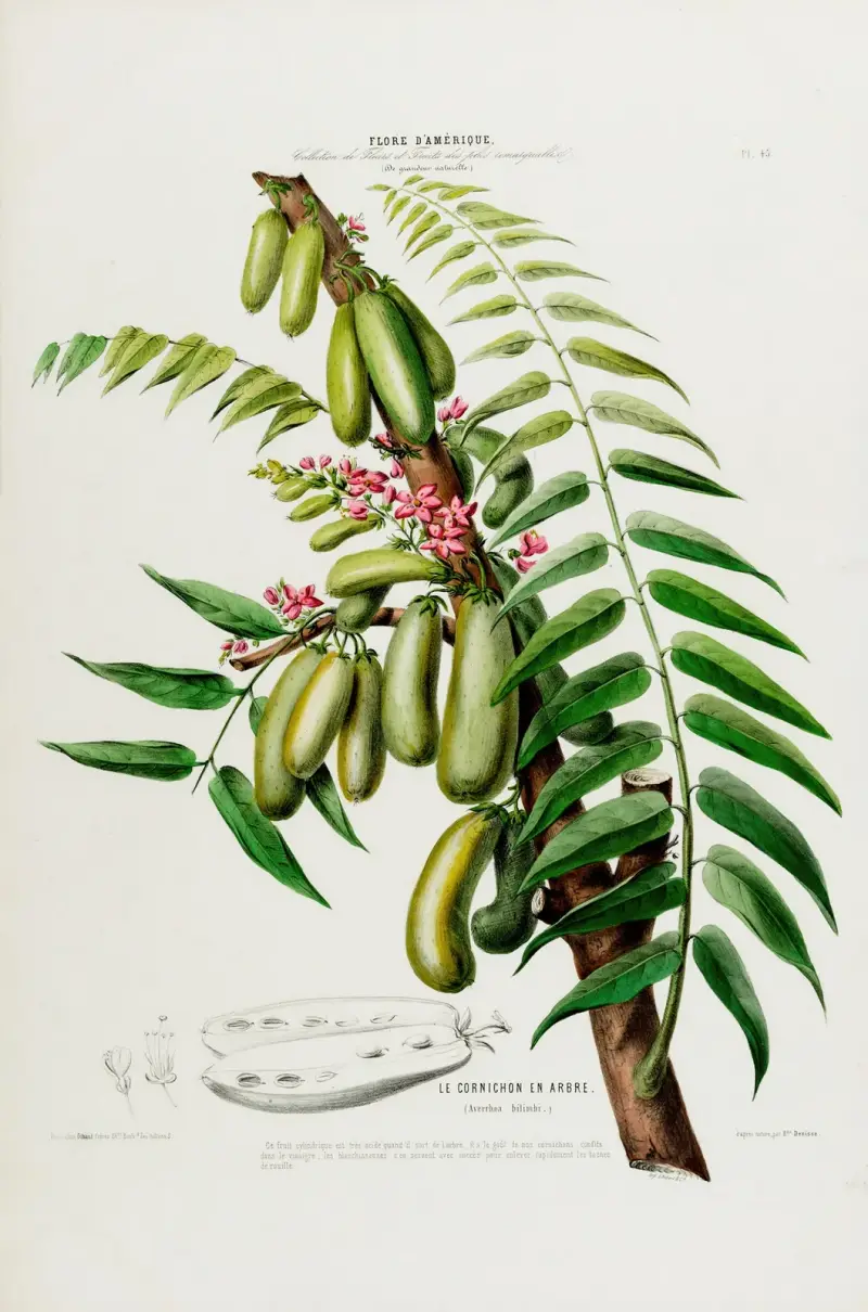 Flore d’Amérique, dessinée d’après nature sur les lieux Pl.045 av Etienne Denisse