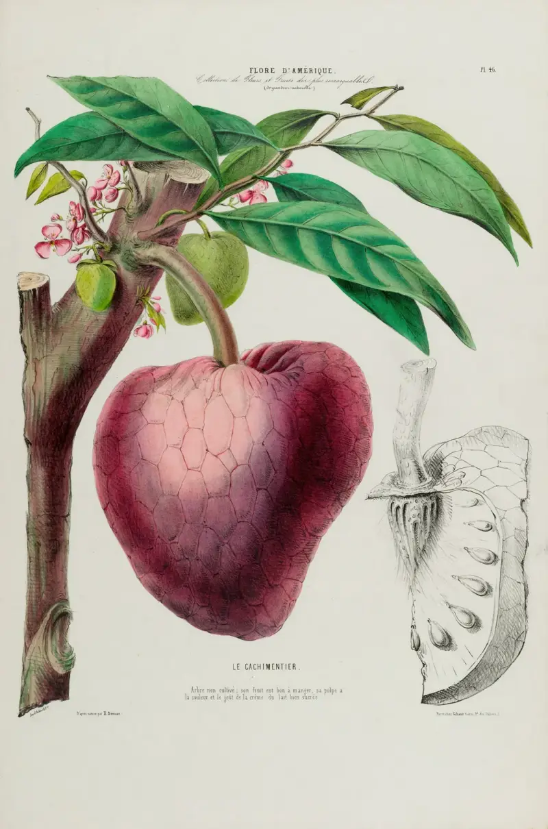 Flore d’Amérique, tecknad efter naturen på plats Pl.046 av Etienne Denisse