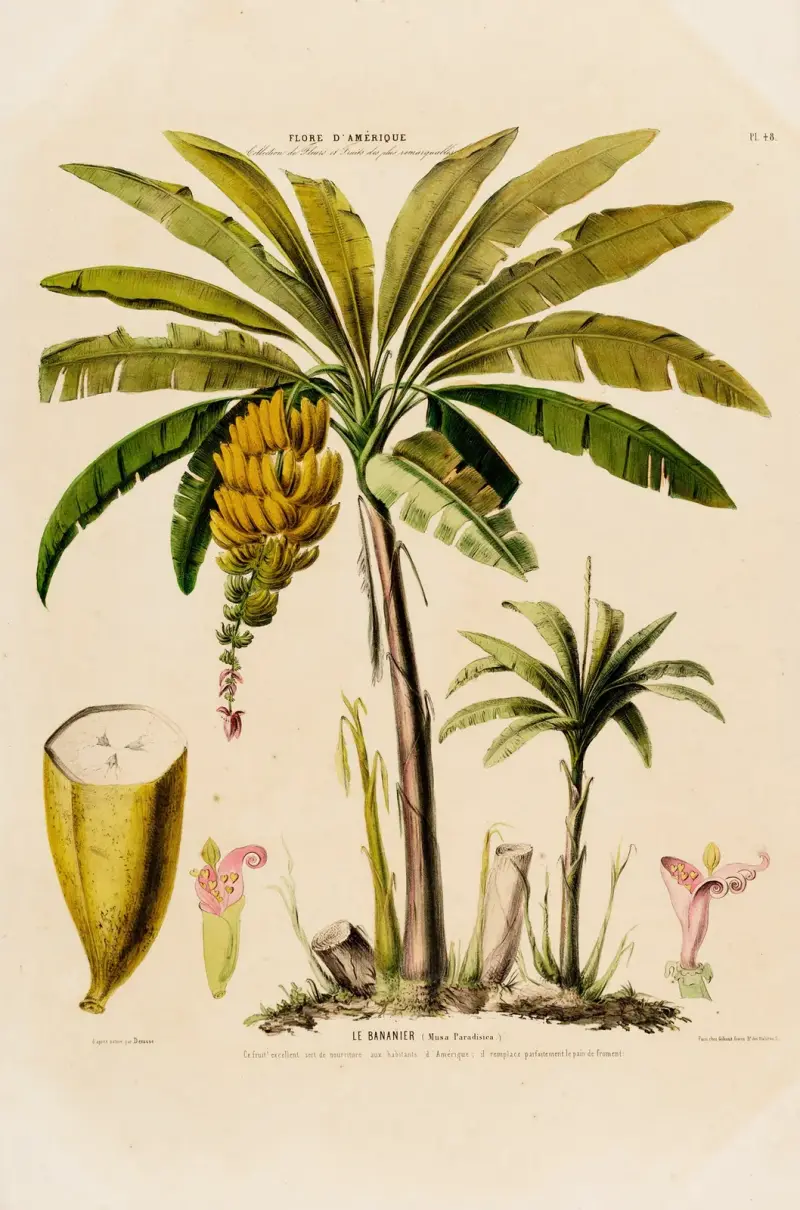 Flora över Amerika, tecknad efter naturen på plats Pl.048 av Etienne Denisse
