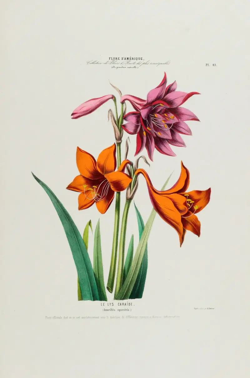 Flore d’Amérique, dessinée d’après nature sur les lieux Pl.049 von Etienne Denisse