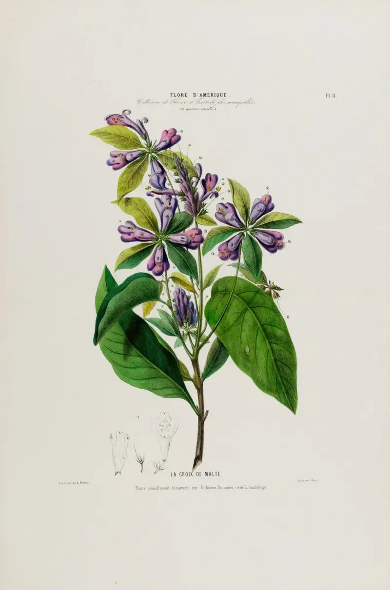 Flore d’Amérique, tecknad efter naturen på plats, pl. 51 av Etienne Denisse