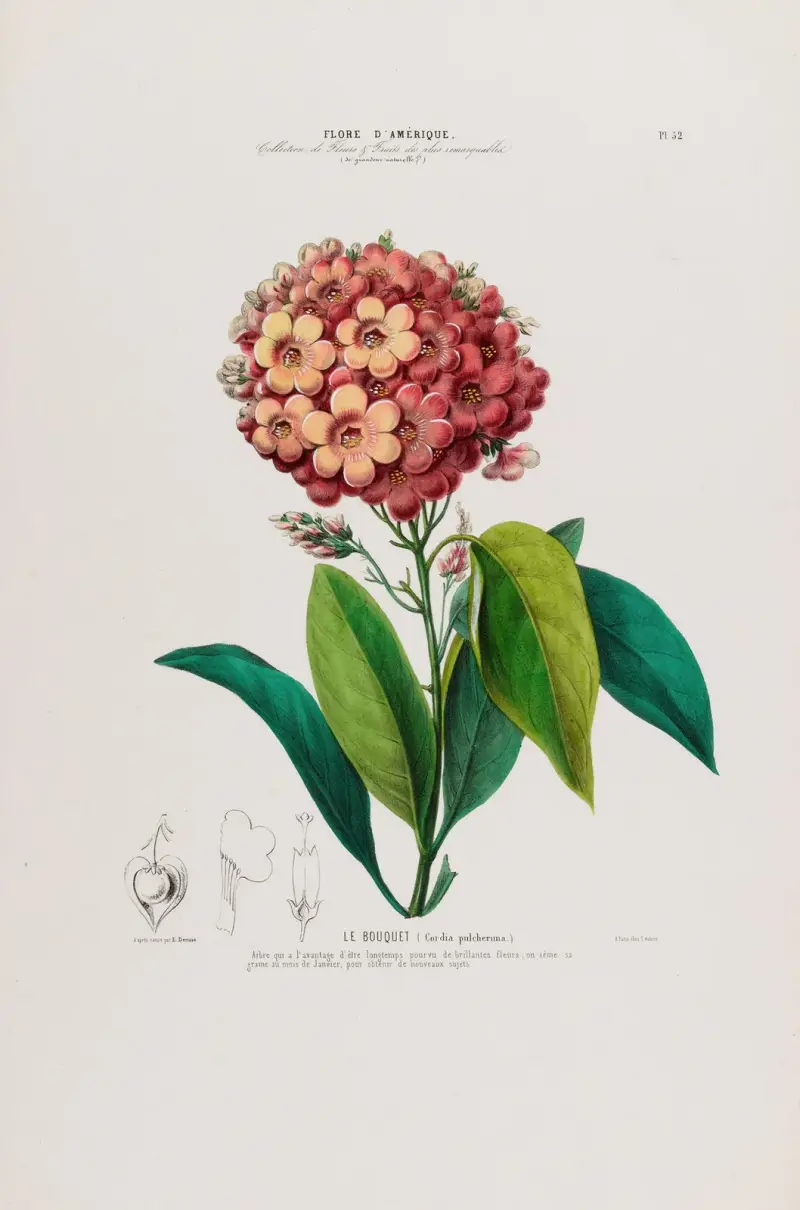 Flore d’Amérique, dessinée d’après nature sur les lieux Pl.052 av Etienne Denisse